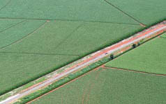 Vista aérea de plantação para agronegócio