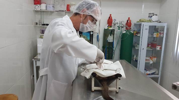 Prefeitura abre inscrições para castração de cães e gatos