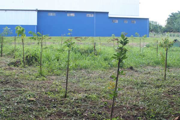 APPs recebem o plantio de 700 mudas nativas atendendo determinação da CETESB