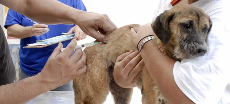 Campanha Antirrábica 2017 - Descalvado começa a vacinar cães  e gatos  no próximo sábado, 25.