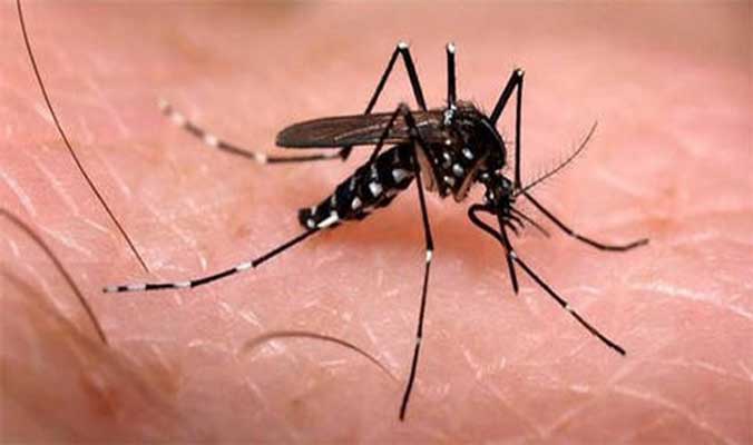 Descalvado já tem 07 casos de infecção por Dengue e uma suspeita de Chikungunya