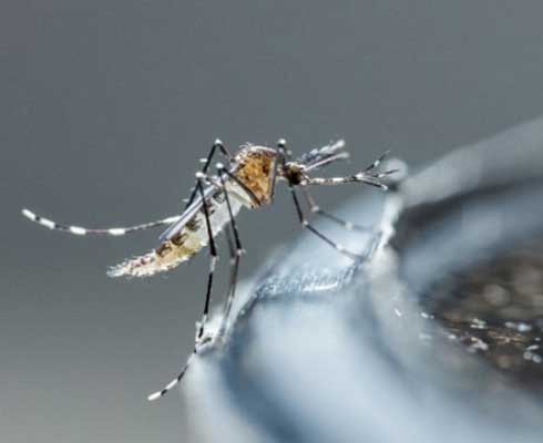 Ano começa com muita chuva e Secretaria de Saúde alerta para o risco de aumento de focos do Aedes

