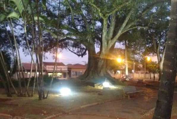 Jardim Velho contará com iluminação especial ao longo de todo o ano