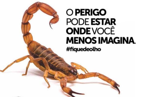 Vigilância Epidemiológica alerta sobre escorpiões nesse tempo quente e chuvoso