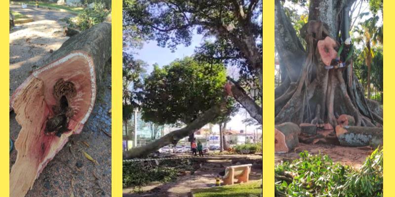 Jardim Velho - Empresa especializada faz supressão de galho da figueira centenária