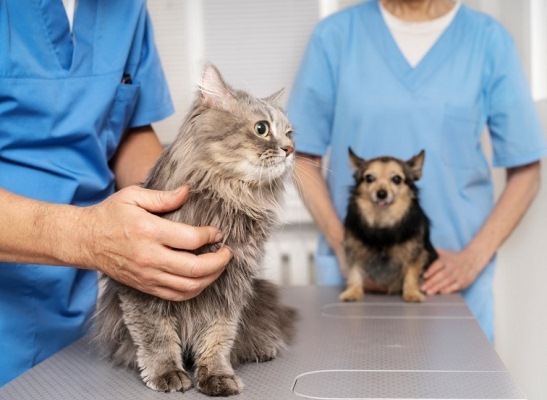 Prefeitura abre o cadastro para a Castração Gratuita de cães e gatos