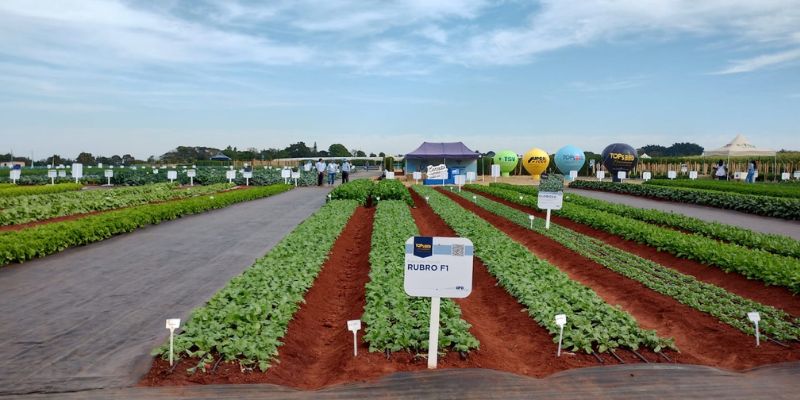 Foto: Sebrae-SP leva produtores de Descalvado para a Hortitec em Holambra
Missão técnica busca aproximar agricultores das principais tendências e oportunidades do setor