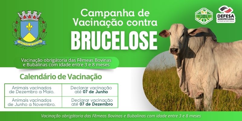 Foto: A vacinação contra a Brucelose é obrigatória para fêmeas bovinas e bubalinas com idade entre 3 e 8 meses. A campanha segue o calendário oficial da Defesa Agropecuária: